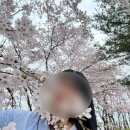 솔올정원 | 강릉 벚꽃구경 오만데 다 가본 사람(경포호수, 경포습지, 남산공원, 교동, 솔올블라썸 등)