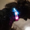 dog's 애견샵 이미지