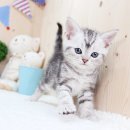 전주강아지분양 고양이분양 24시 데려가개 전주점 이미지