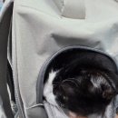 하군이네 동물병원 이미지