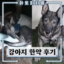 주랑약국 | 강아지 아토피, 자가면역질환 한약 복용 2개월 리얼 후기 (범서한방동물약국)