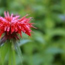 BERGAMOT(베르가못)