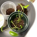 이태로 | 필로덴드론 수경에서 화분으로 식재 번식 분갈이