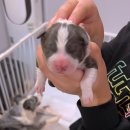 폼스하우스 이미지