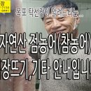 자연산 농어회, 참농어, 석장뜨기 안내 입니다. 이미지