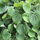 하늘마 효능 부작용 열매마 하늘마 먹는법 이미지