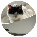 소라캣 | 엘지 퓨리케어 에어로캣타워 고양이 캣타워 공기청정기 실사용 후기