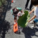 북청물장수 이미지