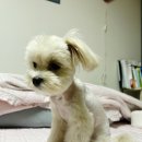 애니멀 살롱 이미지