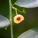 사우로 L 이미지