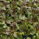 교원농장 이미지