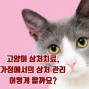 고양이 정보(고양이 상처치료, 가정에서의 상처관리) 35 이미지