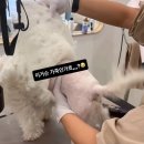 수안로 | 동래 수안동 안락동 애견미용에서 알려드리는 비숑미용 주기와 관리 방법