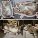 꽁이네 | [내돈내산] 반려묘 고양이 최애템 - 캣방 냥쿠리 소쿠리 1년 사용후기🐾