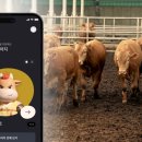 송아지농장 이미지