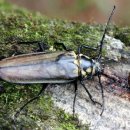 장수하늘소 이미지