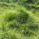 월산1리 이미지