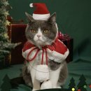 영스토어 이미지