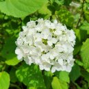 라임라이트 목수국(Hydrangea Diamant Rouge) 이미지