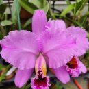 Cattleya percivaliana tipo 'Thiago' 카틀레야 퍼시발리아나 티포 '티아고' 이미지