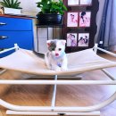 경산 <b>장</b>보는 강아지와 고양이 사료 용품 구매는 <b>장</b><b>강고</b>