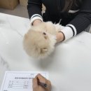 동행 애견 돌봄센터 하남점 이미지