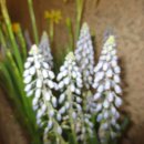 우소보소 이미지