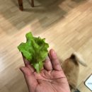 간식 텃밭 만들기 이미지