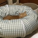 청사펫살롱 | 대전청사메디컬센터 :: 고양이 친화동물병원, 대전 고양이호산구성육아종, 내돈내산