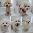 봉순두부 이미지