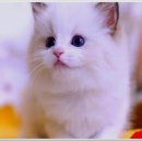 강남고양이분양 호야캣 | 강남에서 고양이를 분양받고 싶으신가요? 호야캣에서 특별한 시간을 보내세요!