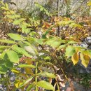 숲놀이 지도사 이미지