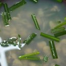 삼락하동재첩국 이미지