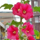 장전1동 주민센터 이미지