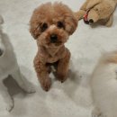 버블펫쌀롱 이미지