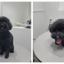 포메른 펫살롱 이미지