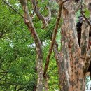 우화등선 이미지