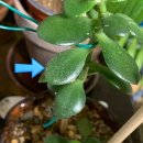 고삼농장 | 깍지벌레, 응애, 진딧물? '이' 천연 해충 방제제로 안전히!