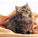 신하목장 이미지