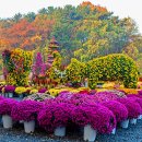 오천만 송이 국화의 유혹. 11월까지 볼 수 있는 가을꽃 축제 이미지