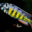 Haplochromis sp thick skin 이미지