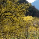 의성수지 이미지