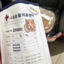 다나동물병원 | 햄스터 뾱뾱소리 동물병원 다녀온 후기