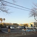 맛샘분식 | 대륜동 벚꽃축제 꿀팁, 샤오홍슈가 픽한 서귀포 벚꽃 명소