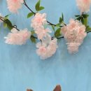 크리스탈 반려견미용실 이미지