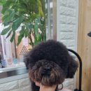 아롱애견미용실 이미지