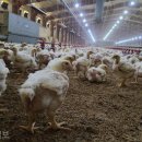 큰닭농장 이미지