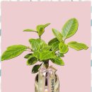 다송 | 명품화환 마음을 꽃으로 전하는 다송플라워 후기