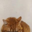 냥이놀이터 이미지