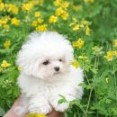 탑클래스 펫 이미지